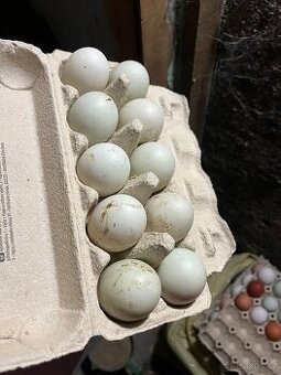 Vajíčka indický běžec