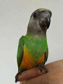 Papoušek senegalský ručně dokrmený samec