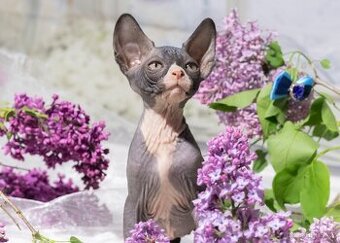 Sphynx
