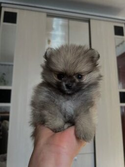 Pomeranian mini