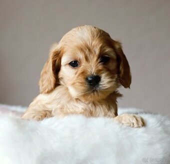 Cockapoo F1
