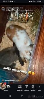 Zakrslý králík