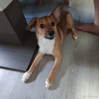 Prodám štěně čivavy a Jack Russel
