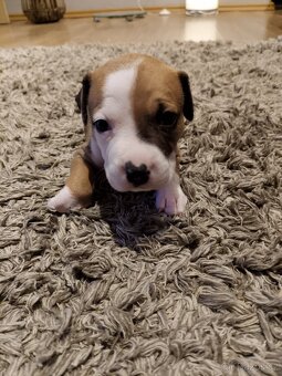 Štěňátka - americký pitbull