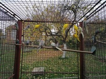 Kakariki červeno čel.