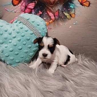 Biewer jorkšírský teriér s PP