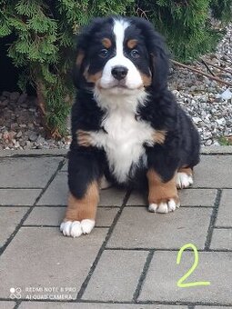 Bernský salašnícky pes