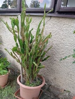 Prodám velký kaktus