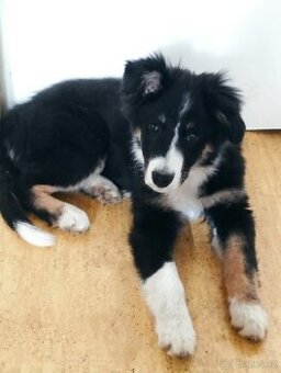 Border kolie