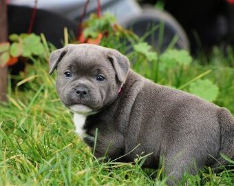 Stafordšírský bulteriér s PP FCI