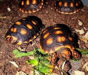 Želva uhliřská mláďata