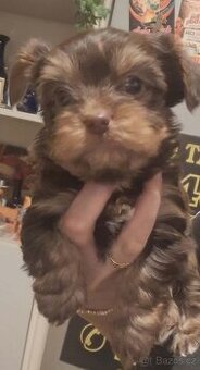 Yorkšírský teriér