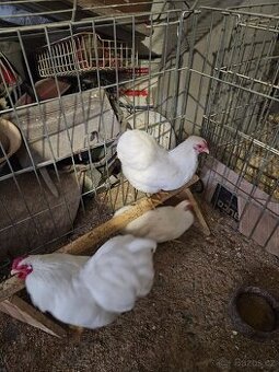 Slepice a kohouti Wyandotka, Velsumka