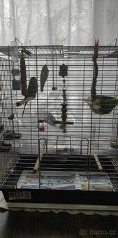 Prodám andulky včetně klece a vybavení