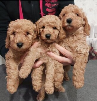 Pudel, pudl, pudlík s PP MADA