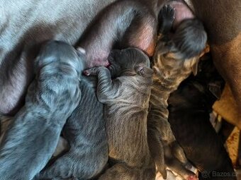 Německá doga modrá a černá s PP (FCI)