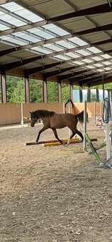 Prodám 2 letého valacha českého sportovního pony