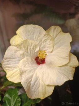 vanilkově bílý s červeným středem ibišek