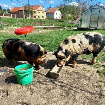 Nepribuzny pár kune kune
