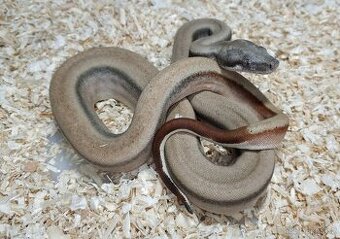 Boa imperator- Sharp Sunglow 66% het Sterling,Hypo Sterling - 1