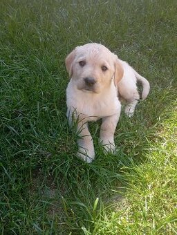 Zlatý retrívr/retriever - 1