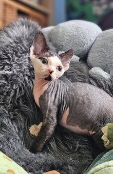 Devon rex kocourek s průkazem původu - 1