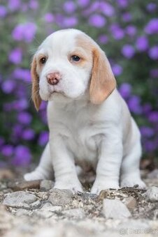 Beagle štěňátka s PP - 1