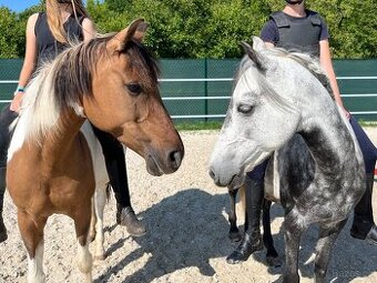 Pony klisna