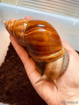 Africký šnek (oblovka) Lissachatina fulica fulica