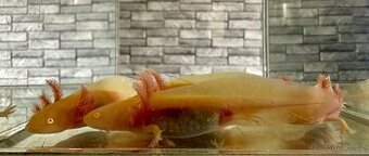 Nabízím mláďata axolotlů Golden Albino - 1
