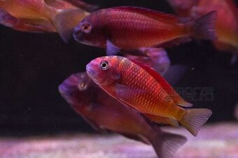 Tropheus Ndole red fluorescent