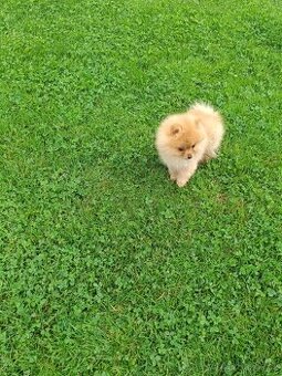 Nemecký špic, pomeranian
