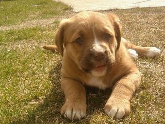 Staford labrador