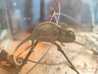 Chameleon Jemenský 3 měsíce ♀️