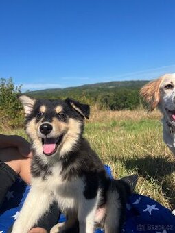 Štěně Husky X Colie