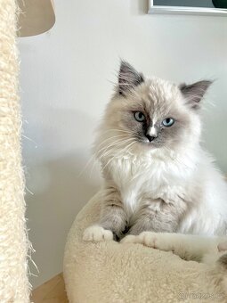 💙 Ragdoll koťátko s PP - ihned k odběru 💙