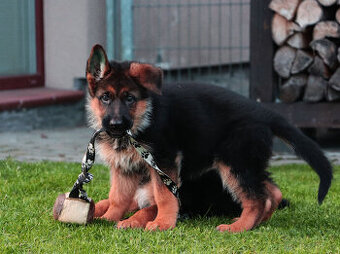 Německý ovčák štěňata s pp