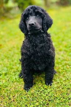 Pudl velký královský s PP