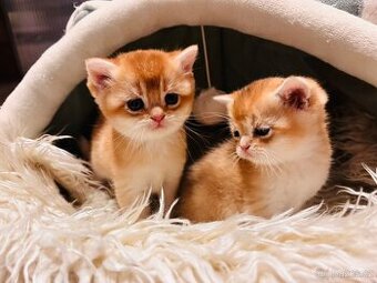 Britská koťáta zlaté činčily s PP pro chov