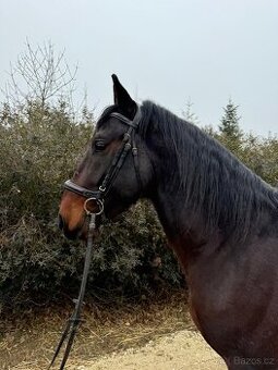 Lipický valach na prodej