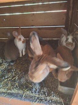 Nabízím králíky na chov