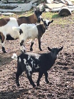 Holandská zakrslá koza