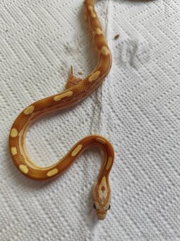 Užovka červená gold dust