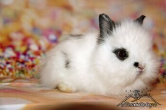 Zakrslý králíček Teddy s VP/sameček JINSEN_ doprava po ČR