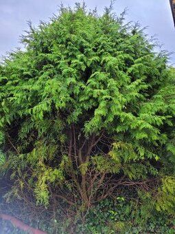 Túje za odvoz na chvojí atd. - 1