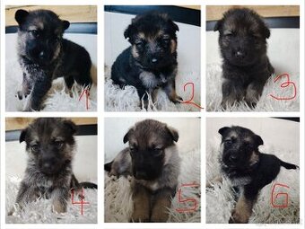 Štěně kříženců NO