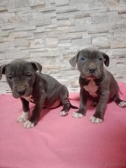 Stafordšírský bulteriér