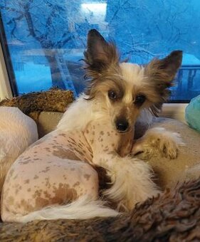 Čínský chocholatý pes