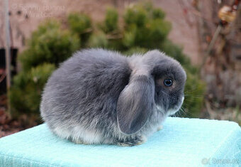 Zakrslý králíček  MINILOP 🩷 holčička