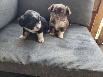 Čivava x jorkšírský teriér štěňátka